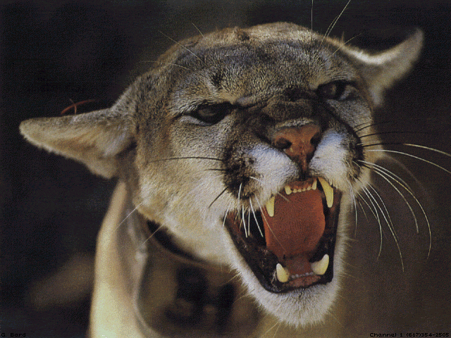 mtnlion2.gif