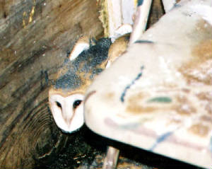 barnowl.jpg