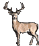 00tinybuck.gif