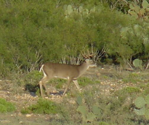 8pt2001.jpg
