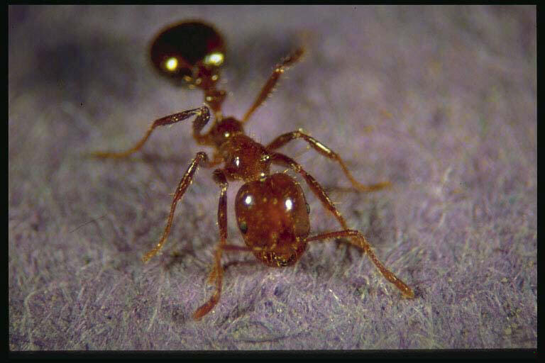 armyant.jpg