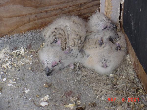 babyowls.jpg