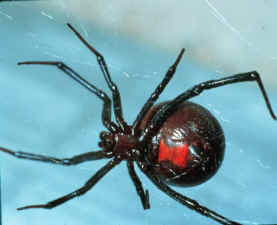 blackwidowspider.jpg
