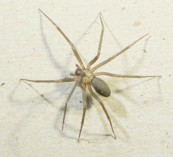 brownrecluse.jpg