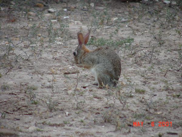 cottontail.jpg
