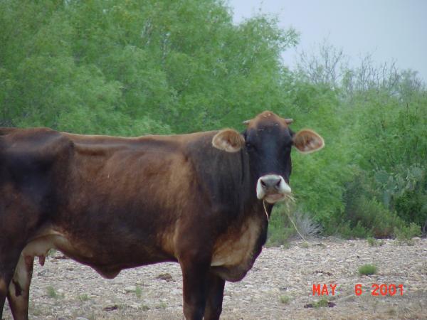 cow.jpg