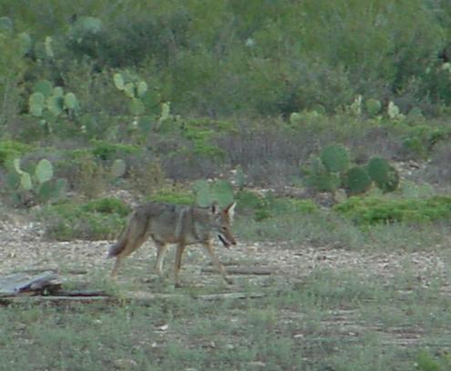 coyote.jpg