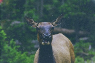 elkcow.jpg