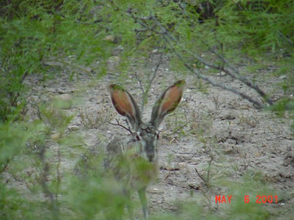 jackrabbit.jpg