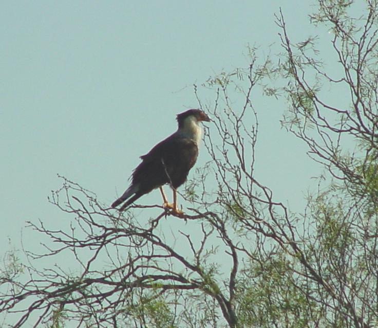 mexicaneagle.jpg