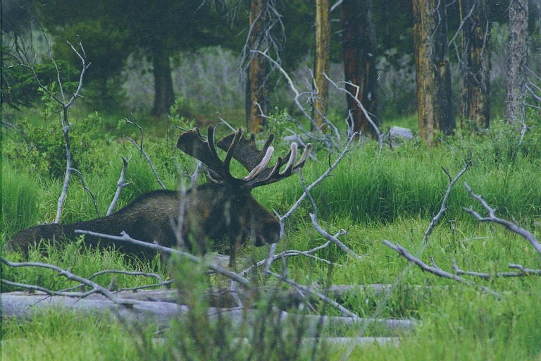 moose.jpg