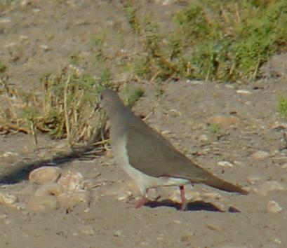 mourningdove.jpg