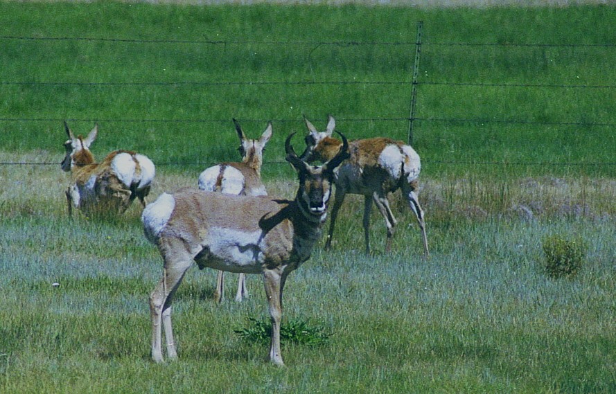 pronghorn.jpg