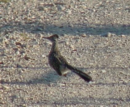 roadrunner.jpg
