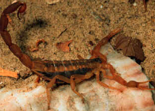 scorpion.jpg