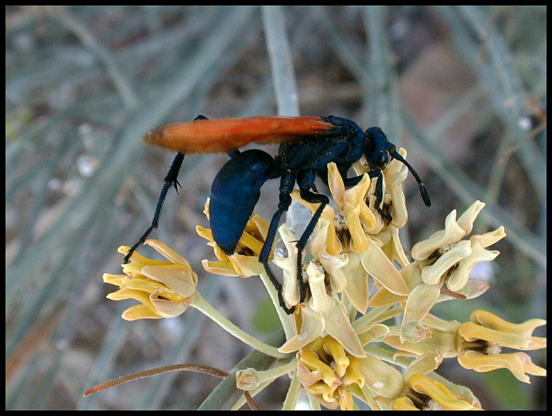 tarantula-hawk1-lg.jpg