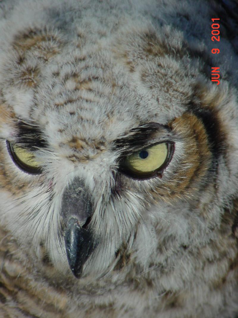 teenowl2.jpg