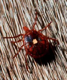 tick.jpg