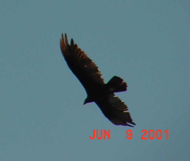 turkeybuzzard.jpg